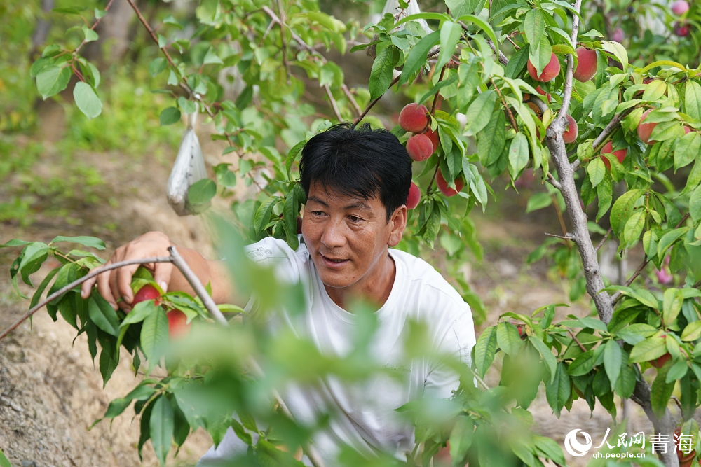 游園採摘。人民網 陳明菊攝