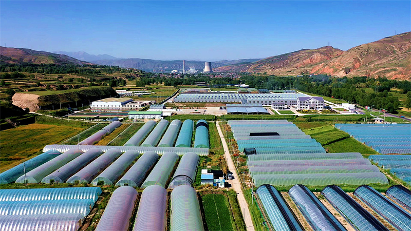 俯瞰西堡村的夏季草莓种植基地。俞惠珍摄