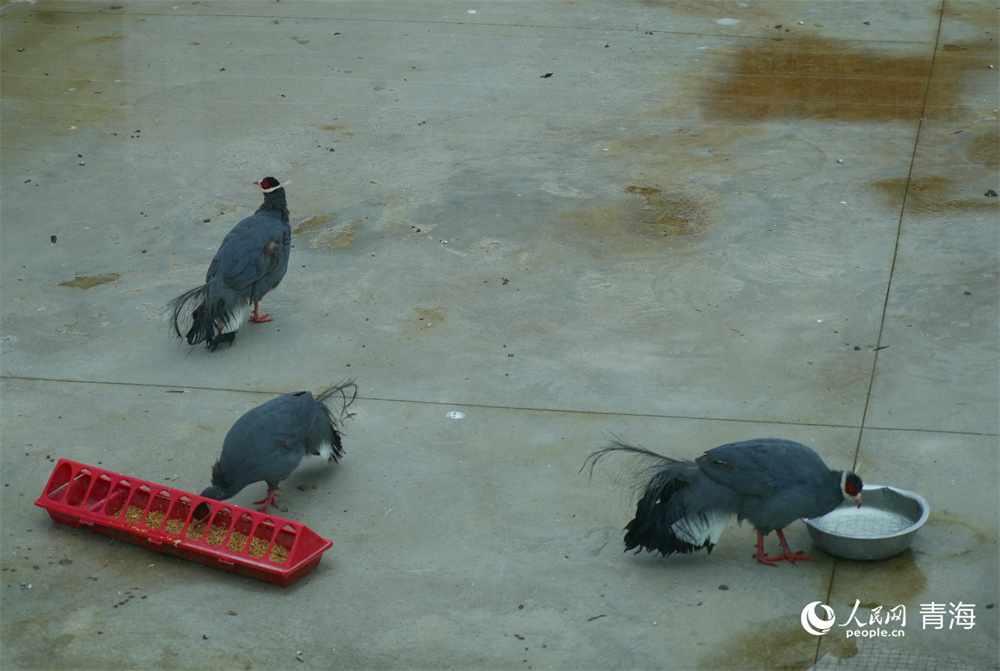 祁連山國家公園野生動物救護中心的。人民網 陳明菊攝