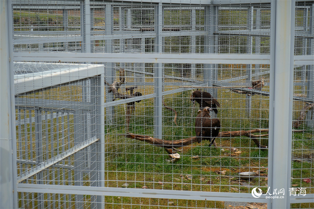 養護在祁連山國家公園野生動物救護中心的野生動物。人民網 陳明菊攝