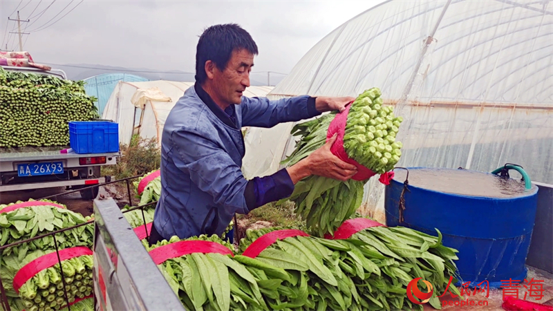 村民打包油麦菜。人民网 况玉摄