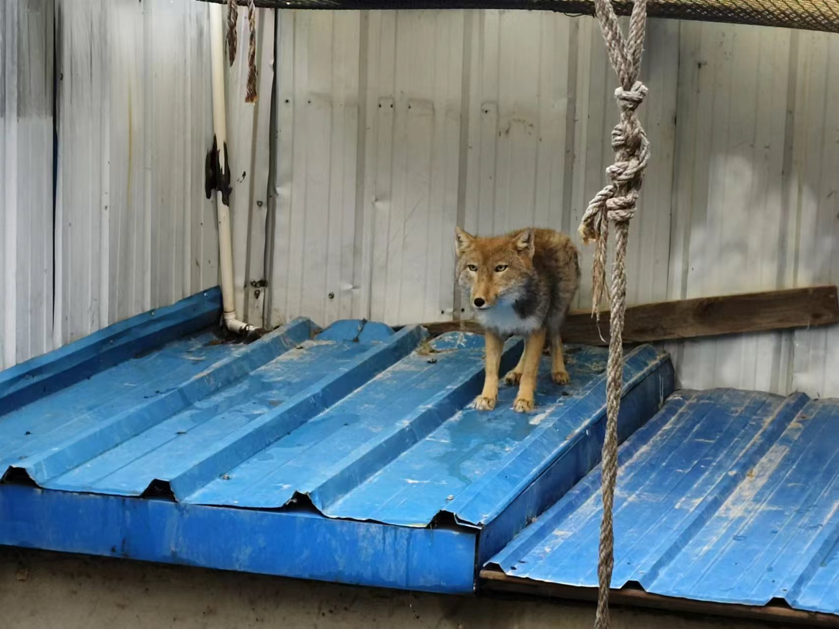 放歸前。青海野生動物救護繁育中心供圖