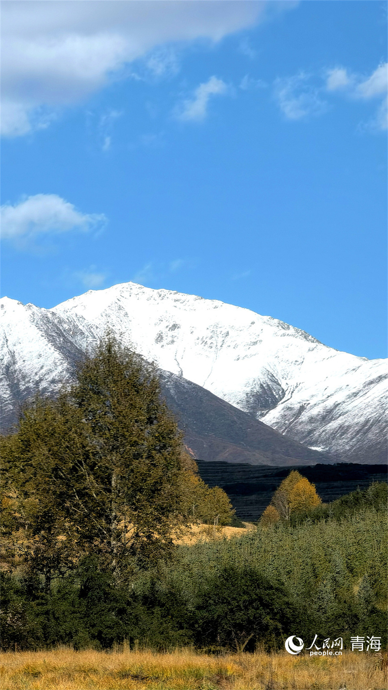 在大通縣東峽鎮，橙黃與雪白交織。人民網 馬可欣攝