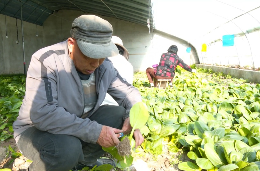 赵生德正忙着采摘蔬菜。冶敏摄