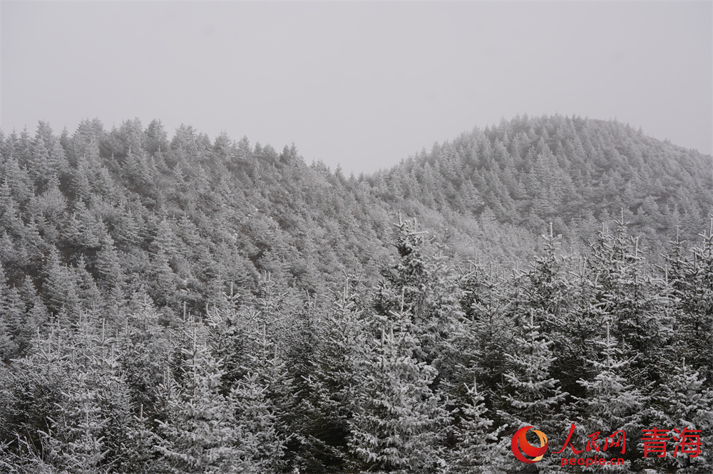 大雪过后，青沙山一片晶莹洁白。人民网 马可欣摄