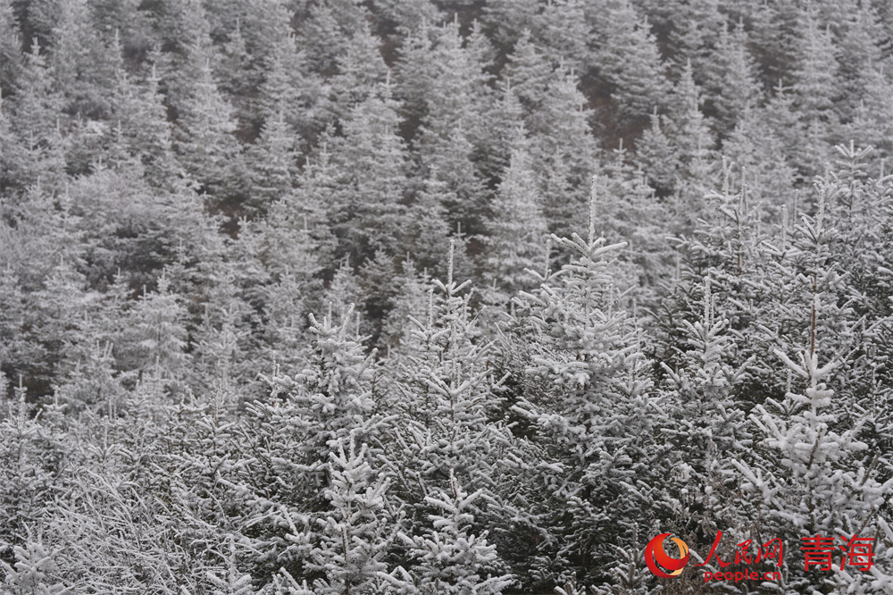 雪凇挂枝头，宁静而柔美。人民网 马可欣摄