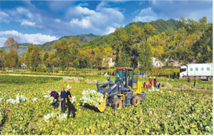                                                            保障“菜篮子”量足价稳                                                                                      西宁市累计打造百亩以上规模化标准化蔬菜生产基地210个、千亩生产基地41个。                                【详细】                            