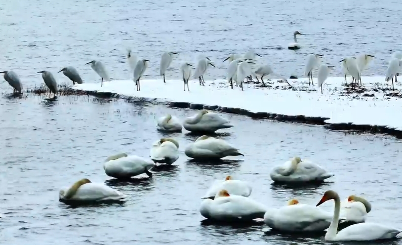 青海湖監測到水鳥770余隻