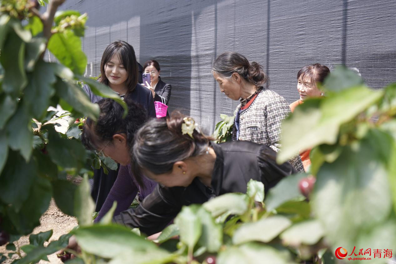 游客在采摘园里享受采摘乐趣。人民网 马可欣摄