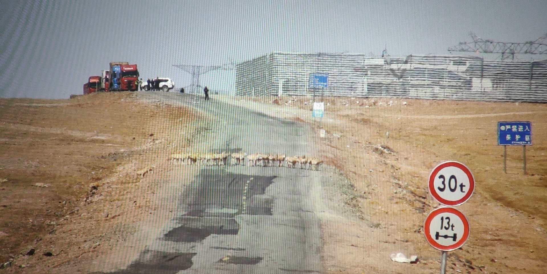 可可西裡迎來首批藏羚羊遷徙