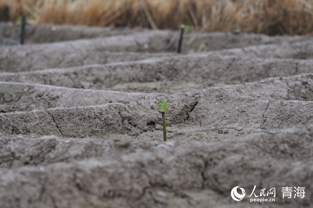 树苗在沙障中已吐出嫩芽。人民网 马可欣摄