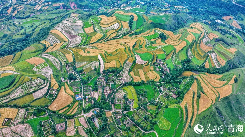 连片麦田化作金色海洋。人民网 况玉摄