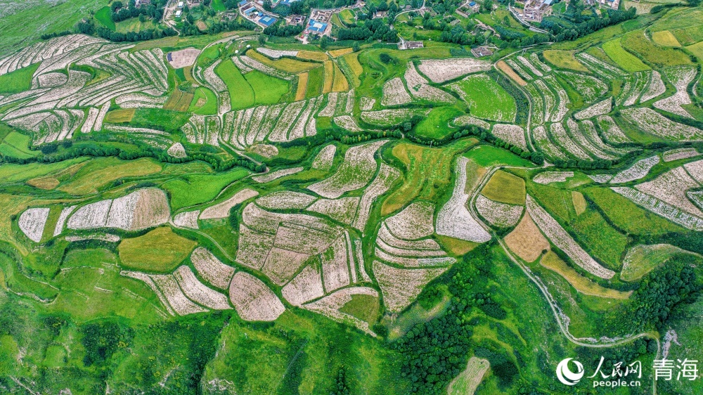 连片麦田化作金色海洋。人民网 况玉摄