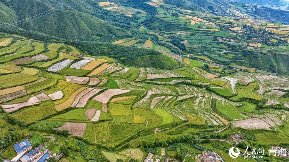 连片麦田化作金色海洋。人民网 况玉摄