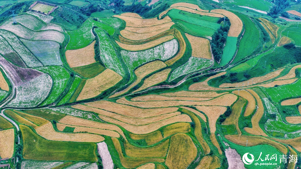 秋景与丰收同框。人民网 况玉摄