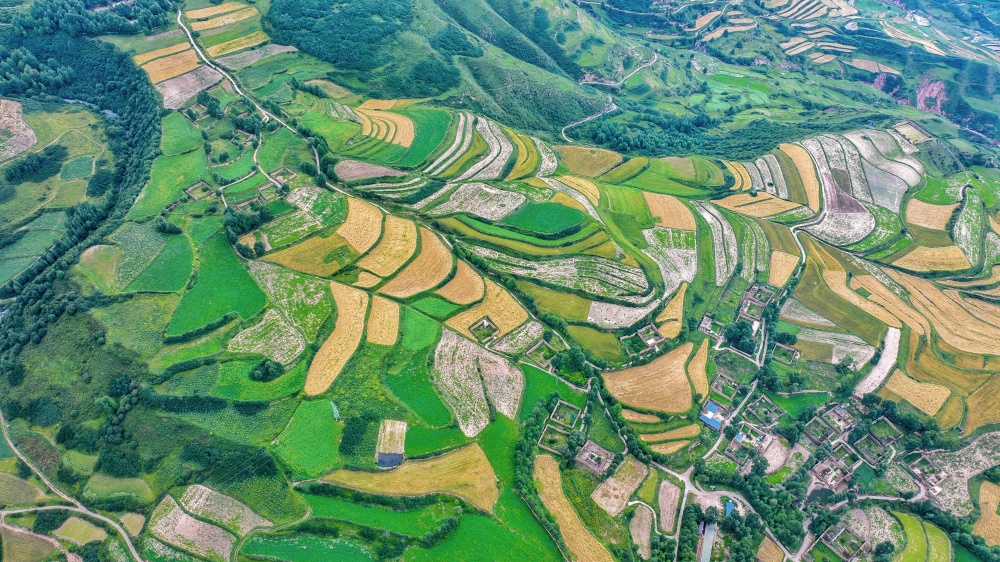 漫山树木褪去盛夏浓绿。宋忠勇摄