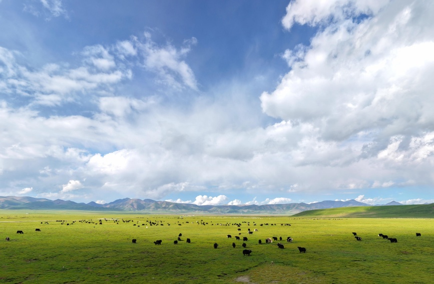 祁連山草原。安雪姣攝