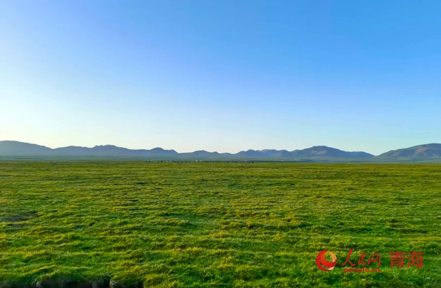 祁連山草原。人民網記者 甘海瓊攝