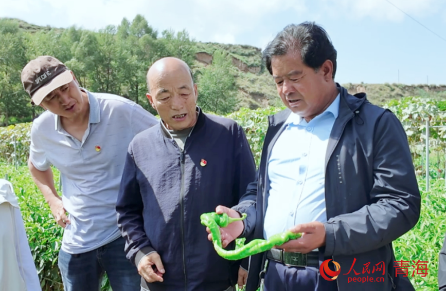 科技特派員查看辣椒長勢。俞惠珍攝