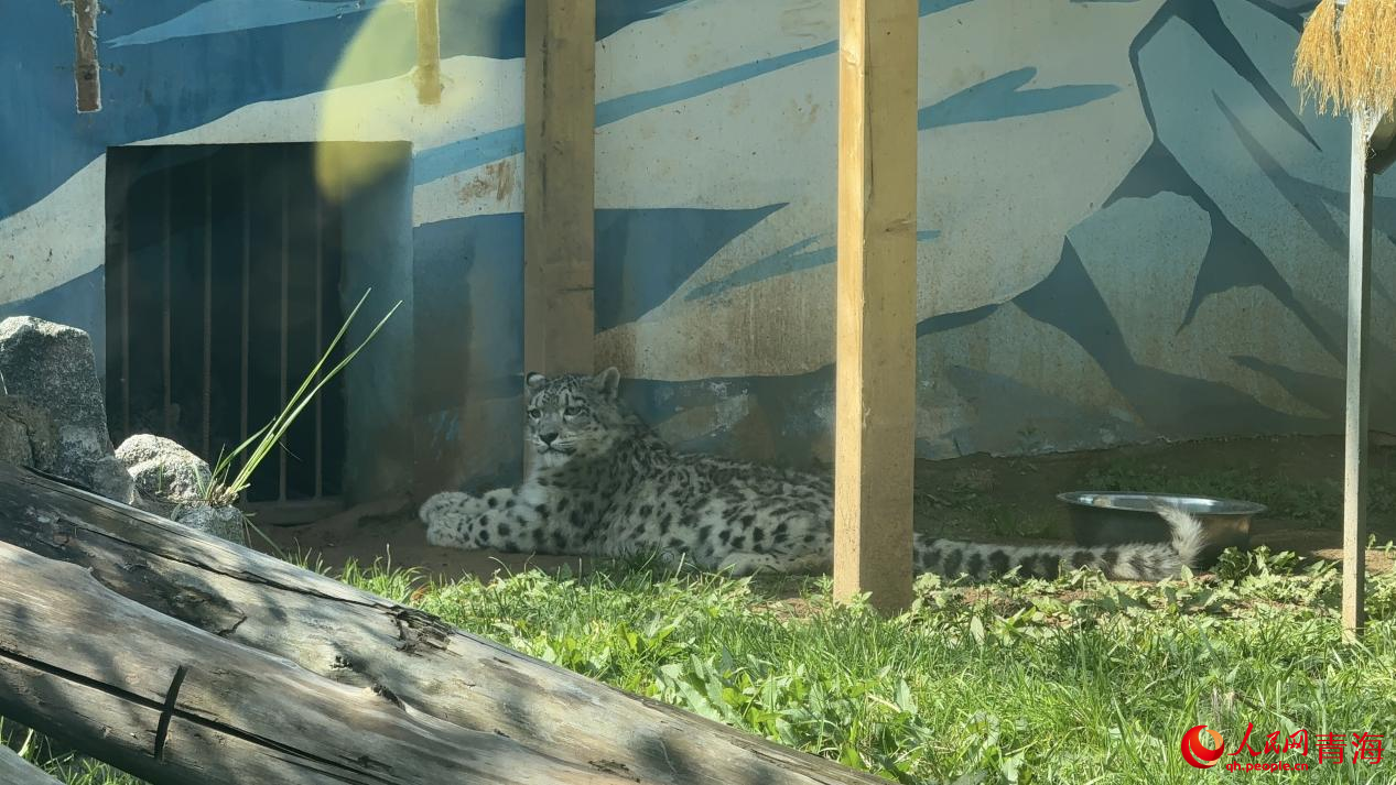 “凌小芒”在活动场内。人民网 况玉摄