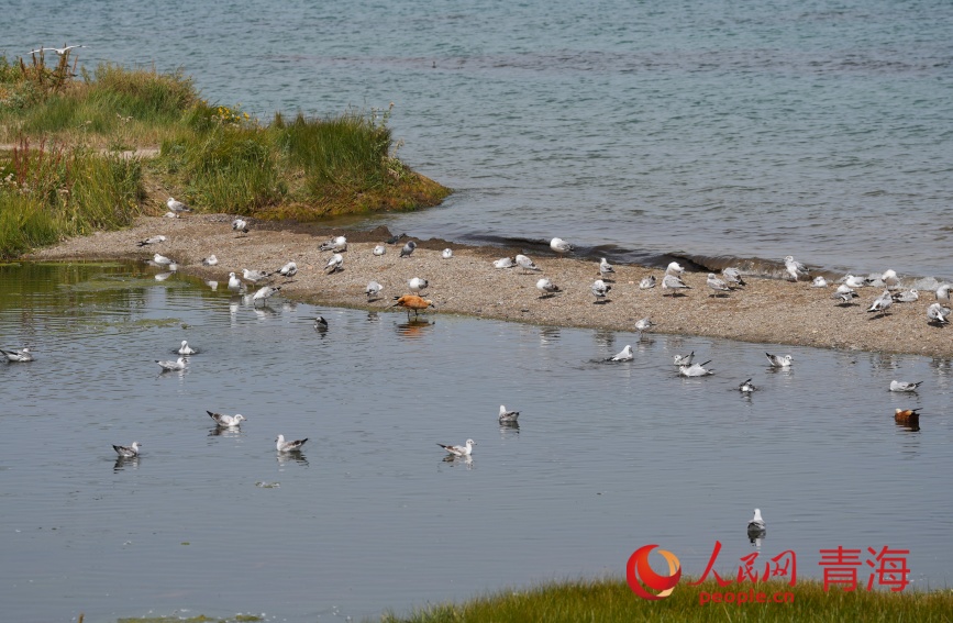 水鸟栖息青海湖畔。人民网记者 甘海琼摄