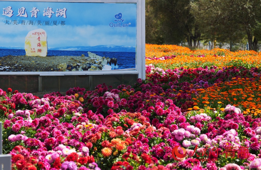 青海湖畔花盛开。人民网记者 甘海琼摄