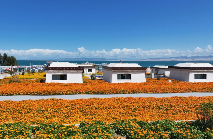 青海湖畔盛开的大片金盏菊。湖旅集团供图