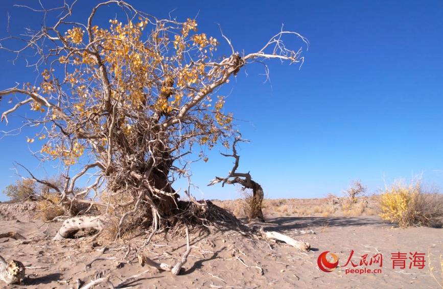 大漠胡杨。人民网记者 甘海琼摄