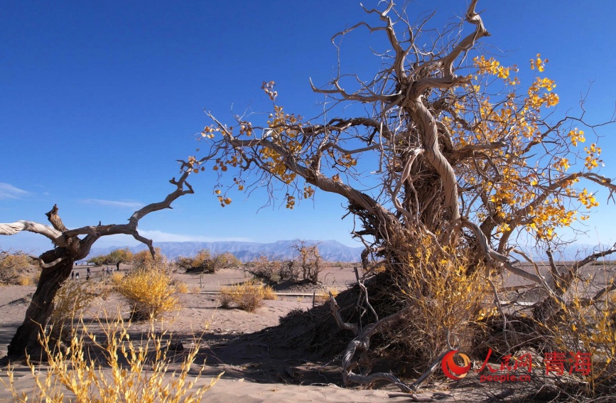 大漠胡杨秋光。人民网记者 甘海琼摄