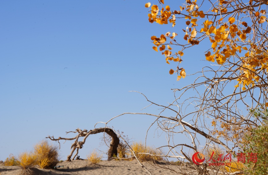 格尔木胡杨林。人民网记者 甘海琼摄