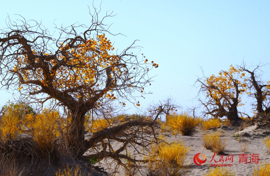 胡杨林秋光。人民网记者 甘海琼摄