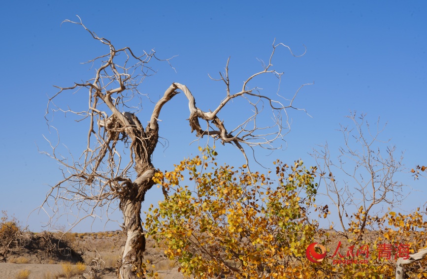 胡杨树。人民网记者 甘海琼摄