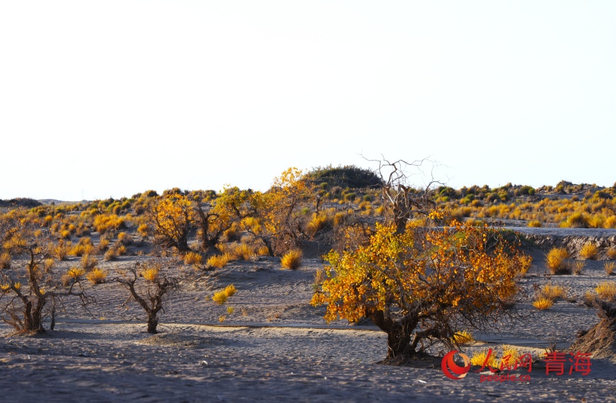 夕阳下的胡杨林。人民网记者 甘海琼摄