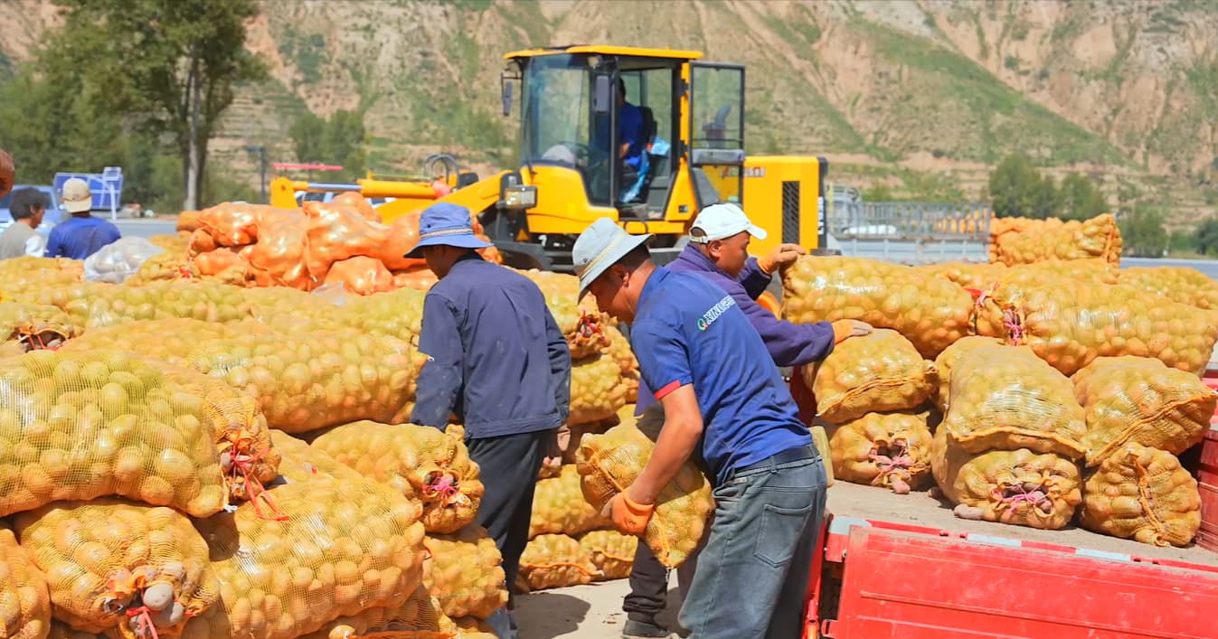 马铃薯迎来收获季。王桂萍摄