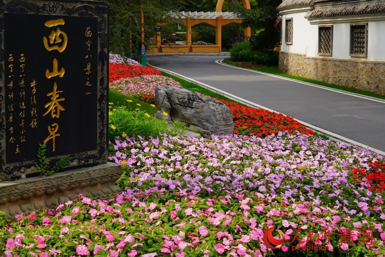 五彩菊海繪就城市畫卷。實習生 孟啟昇攝