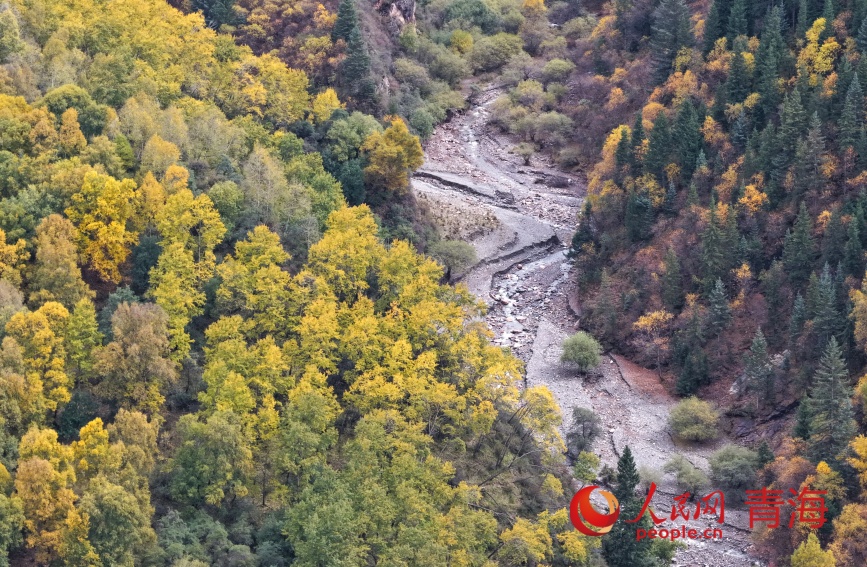 群加秋色。人民網記者 甘海瓊攝