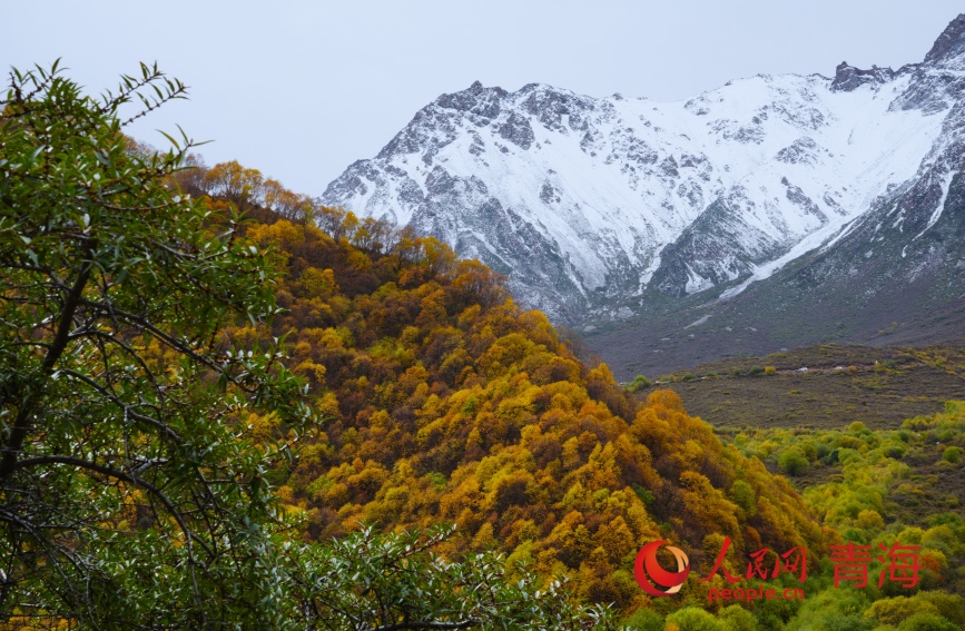 秋色浸染群加。人民網記者 甘海瓊攝