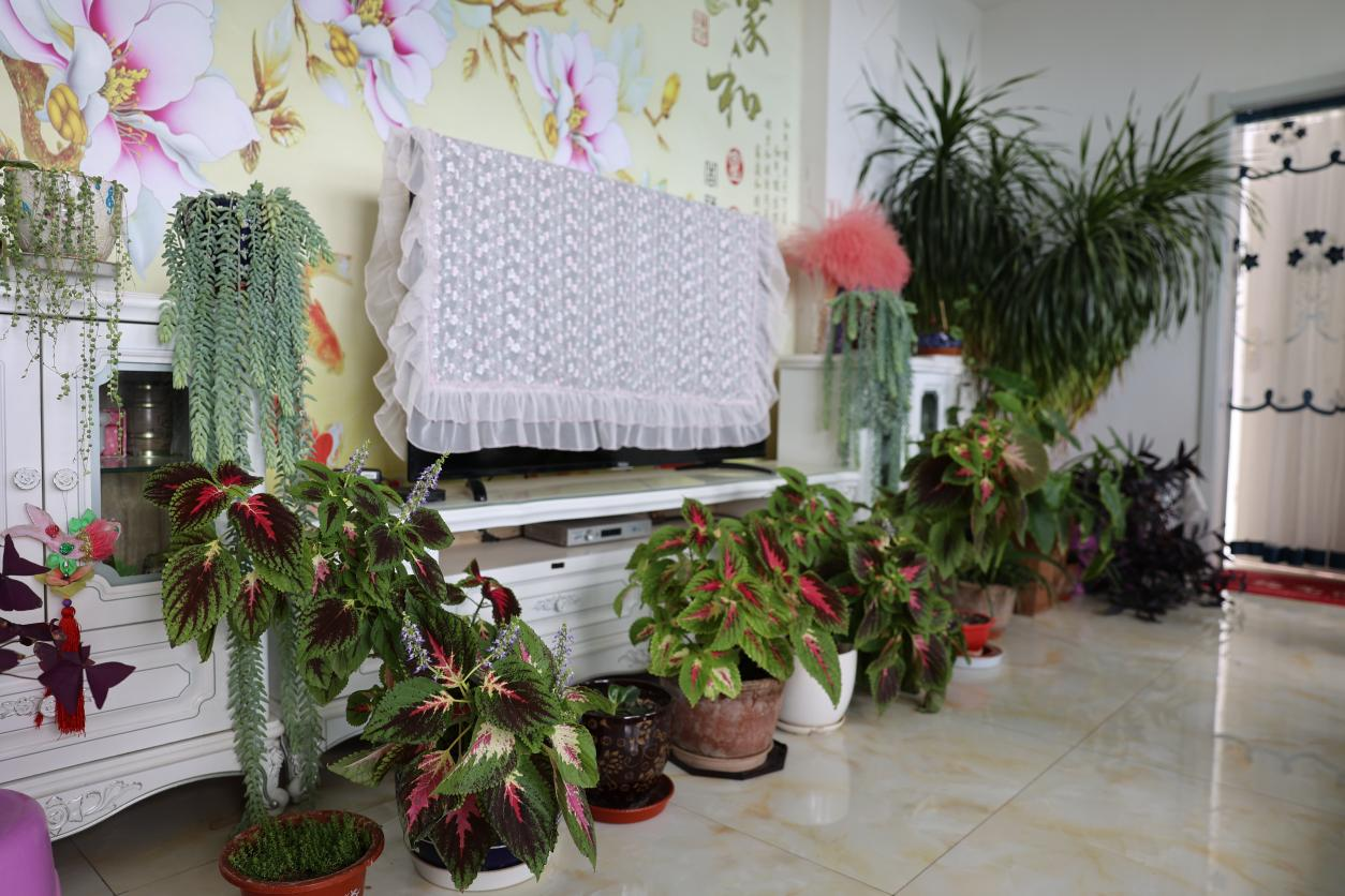 刘占龙家中，绿植长势好。马和钰摄
