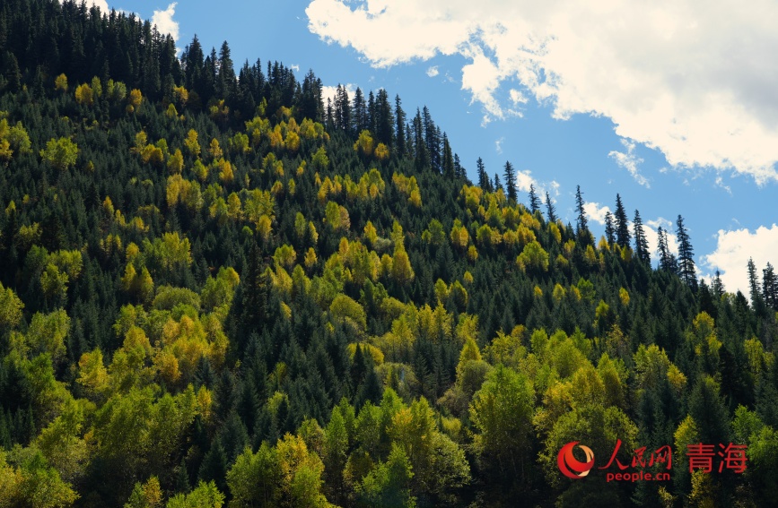 瑪可河兩岸秋色。人民網記者 甘海瓊攝