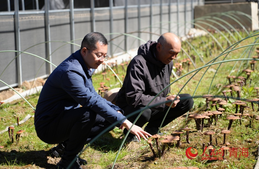 时亚坤（左）和王德军（右）查看灵芝长势。人民网记者 甘海琼摄