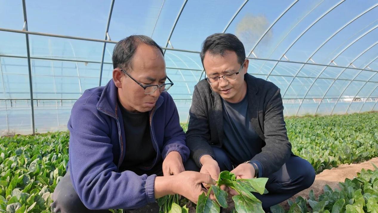 李廣棟和韓發興查看菠菜長勢。王文霞攝