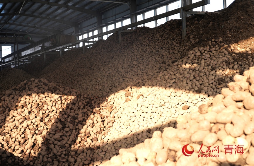 厂区内堆起的“土豆山”。人民网记者 甘海琼摄