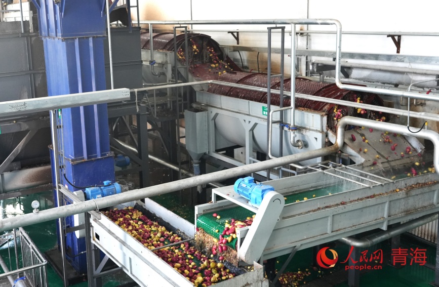 马铃薯清洗车间。人民网记者 甘海琼摄