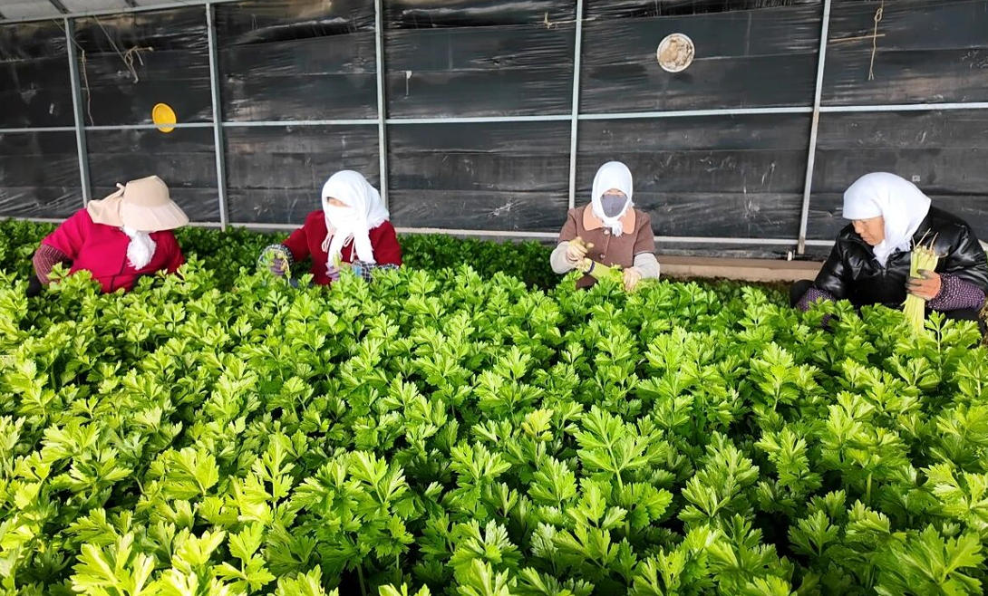 青海湟中设施农业激活冬日乡村