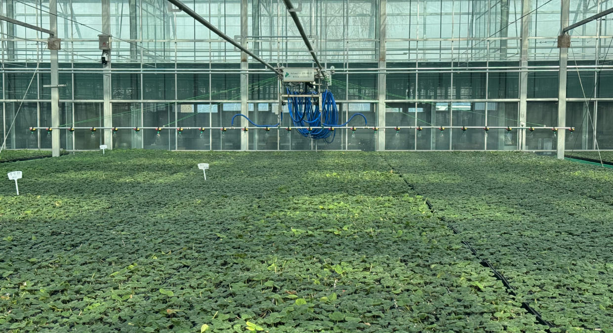 玉拉村的育苗温棚。吴广林摄