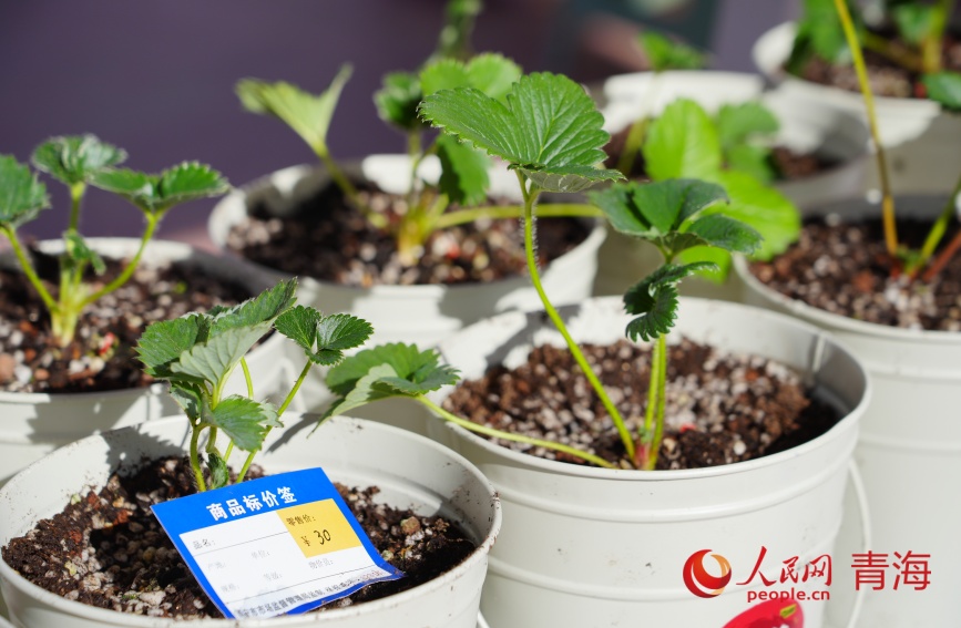 市集上售卖的草莓苗。人民网记者 甘海琼摄