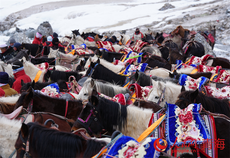 崗什卡馱運馬幫。人民網記者 甘海瓊攝