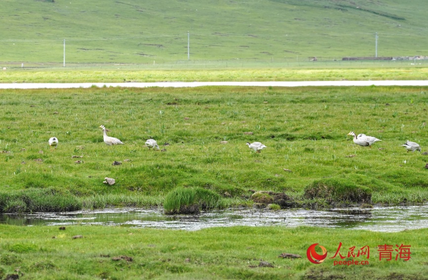 盛夏，斑头雁在隆宝湿地觅食。人民网记者 甘海琼摄