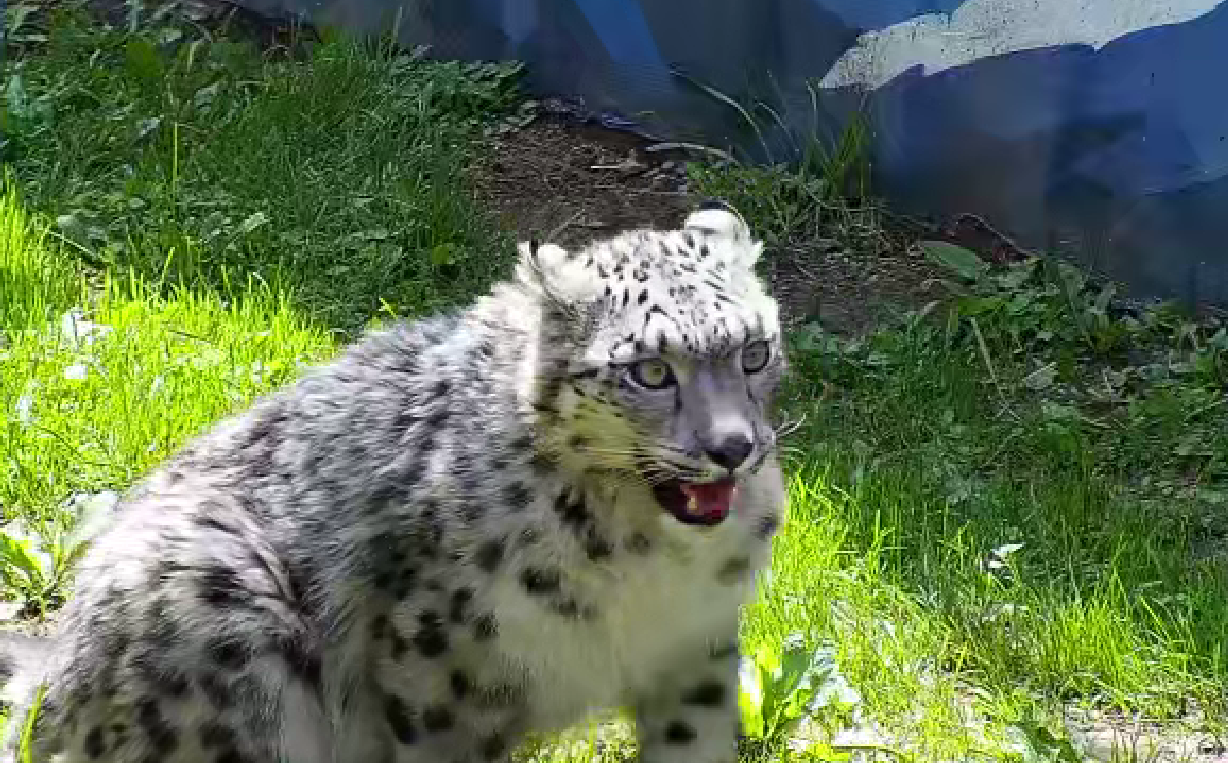 被救护雪豹“凌小蛰”。西宁野生动物园供图