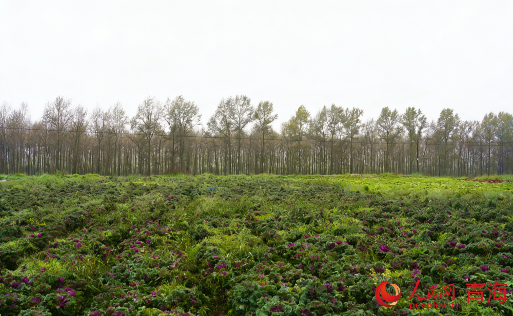 高原冷凉蔬菜长势良好。人民网记者 杨启红摄